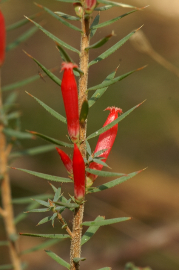 Astroloma conostephoides